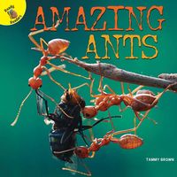 Produktbild: Amazing Ants