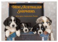 Produktbild: Mini Australian Shepherd, eine ganz besondere Rasse (Wandkalender 2027 DIN A3 quer), CALVENDO Monatskalender