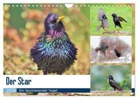 Produktbild: Der Star (Wandkalender 2026 DIN A4 quer), CALVENDO Monatskalender