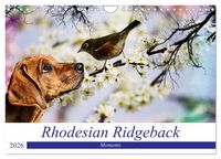 Produktbild: Rhodesian Ridgeback - Moments (Wandkalender 2026 DIN A4 quer), CALVENDO Monatskalender