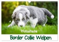 Produktbild: Pfotastische Border Collie Welpen (Wandkalender 2027 DIN A3 quer), CALVENDO Monatskalender