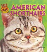 Produktbild: American Shorthairs