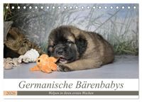 Produktbild: Germanische B&auml;renbabys (Tischkalender 2026 DIN A5 quer), CALVENDO Monatskalender