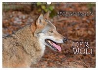 Produktbild: Begegnungen DER WOLF (Wandkalender 2026 DIN A3 quer), CALVENDO Monatskalender