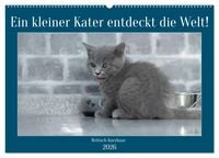 Produktbild: Ein kleiner Kater entdeckt die Welt! (Wandkalender 2026 DIN A2 quer), CALVENDO Monatskalender