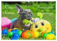 Produktbild: Kleiner Kobold Franz&ouml;sische Bulldogge (Wandkalender 2026 DIN A2 quer), CALVENDO Monatskalender