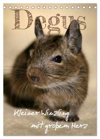 Produktbild: Degus - Winzlinge mit gro&szlig;em Herz (Tischkalender 2026 DIN A5 hoch), CALVENDO Monatskalender