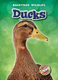 Produktbild: Ducks