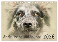 Produktbild: Altdeutsche H&uuml;tehunde 2026 (Wandkalender 2026 DIN A4 quer), CALVENDO Monatskalender