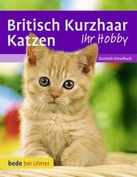 Produktbild: Britisch Kurzhaar Katzen