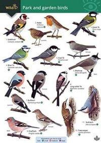 Produktbild: Park and garden birds