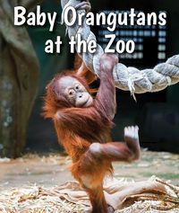 Produktbild: Baby Orangutans at the Zoo