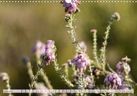 Wunderbare Heidelandschaften (Wandkalender 2023 DIN A3 quer)