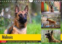 Bild vom Artikel Malinois - belgischer Schäferhund (Wandkalender 2023 DIN A4 quer) vom Autor Tanja Riedel