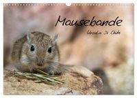 Produktbild: Mausebande (Wandkalender 2027 DIN A3 quer), CALVENDO Monatskalender