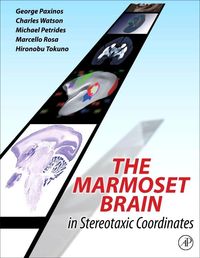 Produktbild: Marmoset Brain in Stereotaxic