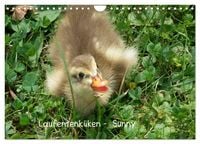 Produktbild: Laufentenk&uuml;ken - Sunny (Wandkalender 2026 DIN A4 quer), CALVENDO Monatskalender