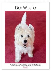 Produktbild: Der Westie - Portrait eines West Highland White Terriers (Wandkalender 2026 DIN A2 hoch), CALVENDO Monatskalender