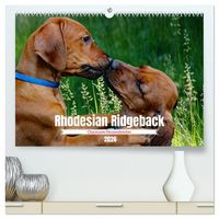 Produktbild: Rhodesian Ridgeback, Charmante Herzensbrecher (hochwertiger Premium Wandkalender 2026 DIN A2 quer), Kunstdruck in Hochglanz