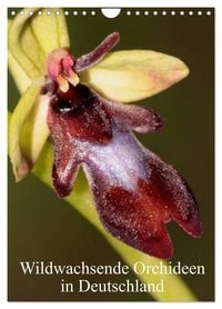 Produktbild: Wildwachsende Orchideen in Deutschland (Wandkalender 2027 DIN A4 hoch), CALVENDO Monatskalender
