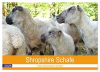Produktbild: Shropshire Schafe (Wandkalender 2026 DIN A3 quer), CALVENDO Monatskalender