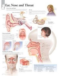 Produktbild: Scientific Publishing: Ear, Nose & Throat Laminated Poster