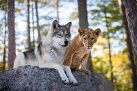 Der Wolf und der Löwe