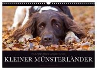 Produktbild: Faszination Jagdhund - Kleiner M&uuml;nsterl&auml;nder (Wandkalender 2026 DIN A3 quer), CALVENDO Monatskalender