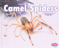 Produktbild: Camel Spiders