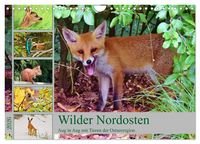 Produktbild: Wilder Nordosten - Aug in Aug mit Tieren der Ostseeregion (Wandkalender 2026 DIN A4 quer), CALVENDO Monatskalender