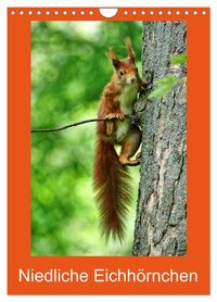 Produktbild: Niedliche Eichh&ouml;rnchen (Wandkalender 2026 DIN A4 hoch), CALVENDO Monatskalender