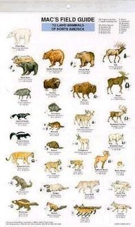 Produktbild: Mac's Field Guides: North American Land Mammals