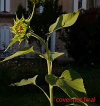 Produktbild: VAN GOGH AFFECT