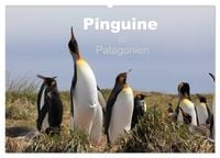 Produktbild: Pinguine in Patagonien (Wandkalender 2026 DIN A2 quer), CALVENDO Monatskalender