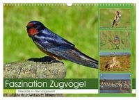 Produktbild: Faszination Zugv&ouml;gel - Rekorde in der Vogelwelt (Wandkalender 2027 DIN A3 quer), CALVENDO Monatskalender