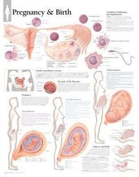 Produktbild: Pregnancy & Birth Chart