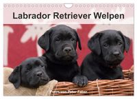 Produktbild: Labrador Retriever Welpen (Wandkalender 2026 DIN A4 quer), CALVENDO Monatskalender