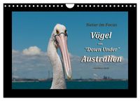 Produktbild: V&ouml;gel von "Down Under" Australien (Wandkalender 2026 DIN A4 quer), CALVENDO Monatskalender