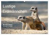 Produktbild: Lustige Erdm&auml;nnchen (Wandkalender 2027 DIN A2 quer), CALVENDO Monatskalender