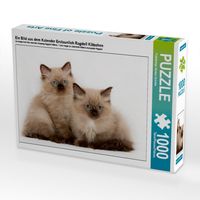 Produktbild: CALVENDO Puzzle Ein Bild aus dem Kalender Erstaunlich Ragdoll K&auml;tzchen | 1000 Teile Lege-Gr&ouml;&szlig;e 64x48cm Foto-Puzzle f&uuml;r gl&uuml;ckliche Stunden