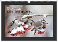 Produktbild: Winterzauber - Tiere in Eis und Schnee (Wandkalender 2027 DIN A3 quer), CALVENDO Monatskalender
