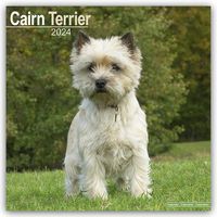 Bild vom Artikel Cairn Terrier – Cairn Terrier 2024 – 16-Monatskalender vom Autor Avonside Publishing Ltd