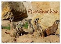 Produktbild: Erdm&auml;nnchen (Wandkalender 2027 DIN A2 quer), CALVENDO Monatskalender