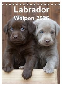 Produktbild: Labrador Welpen (Tischkalender 2026 DIN A5 hoch), CALVENDO Monatskalender