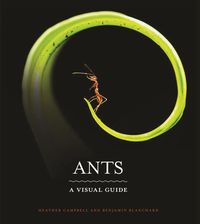 Produktbild: Ants