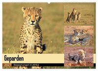 Produktbild: Geparden - Begegnungen in Afrika (Wandkalender 2027 DIN A2 quer), CALVENDO Monatskalender