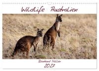 Produktbild: Wildlife Australien (Wandkalender 2027 DIN A3 quer), CALVENDO Monatskalender