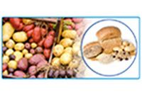 Produktbild: General Tests of Carbohydrates and their Identification