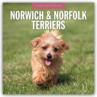Produktbild: Norwich Terrier und Norfolk Terrier 2026 &ndash; 16-Monatskalender