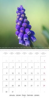 Calendrier des fleurs de saison